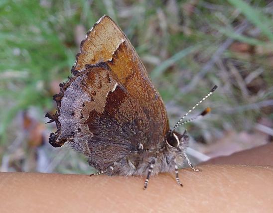 Henry's elfin butterfly resting on a person's skin, viewed from side