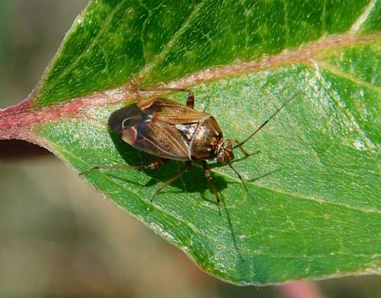 Tarnished plant bug resting on a leaf