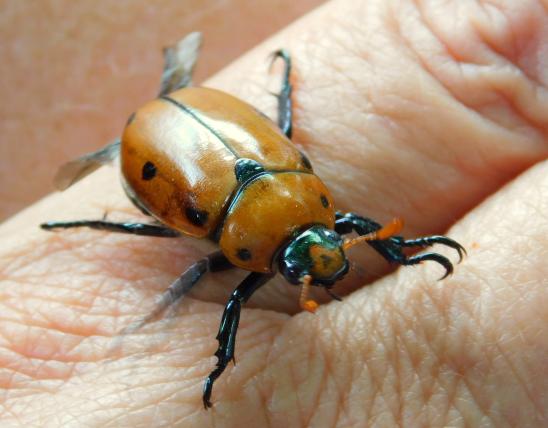 Grapevine beetle walking on a person's hand