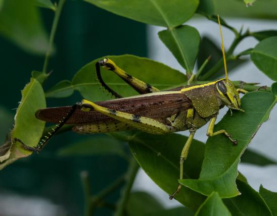 Obscure bird grasshopper on a grapefruit tree leaf