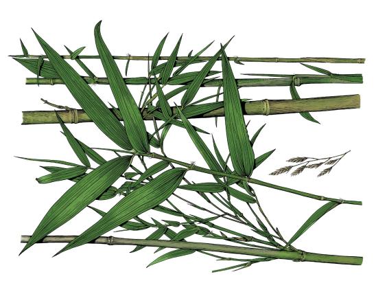 Illustration of giant cane stalks, leaves, flower cluster