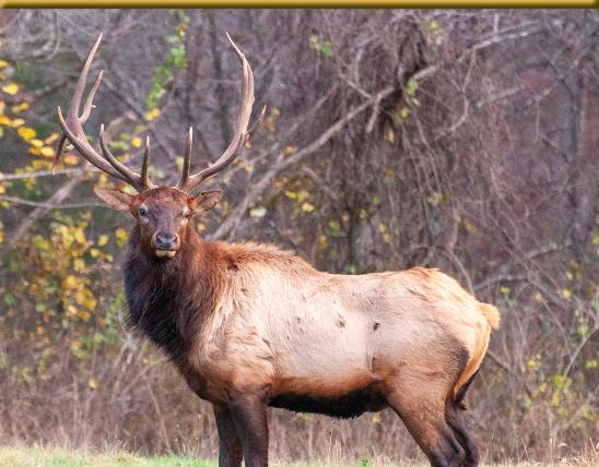 Elk Hunting Digest Cover