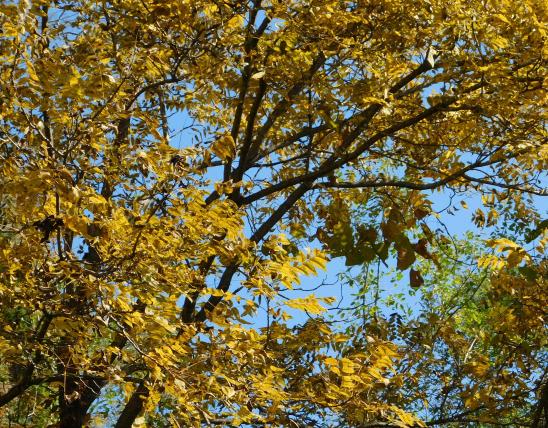 Black walnut branches with leaves in yellow fall color against a blue sky