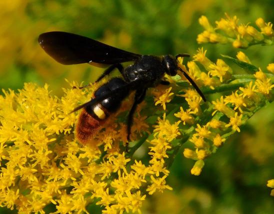 Blue-winged wasp, Scolia dubia, on goldenrod