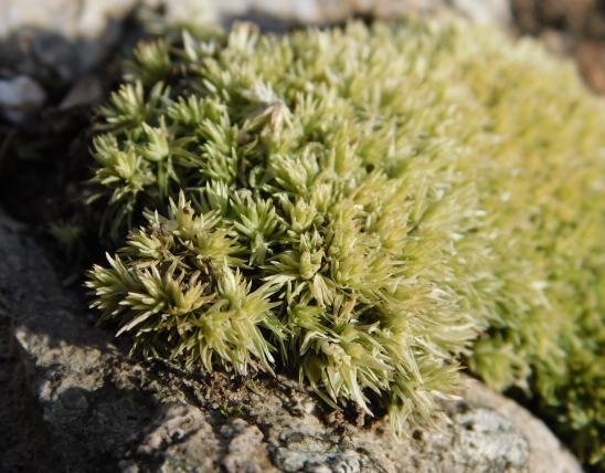 Pincushion moss, closeup