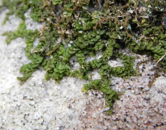 Wall scalewort, Porella species, growing on sandstone at Painted Rock CA