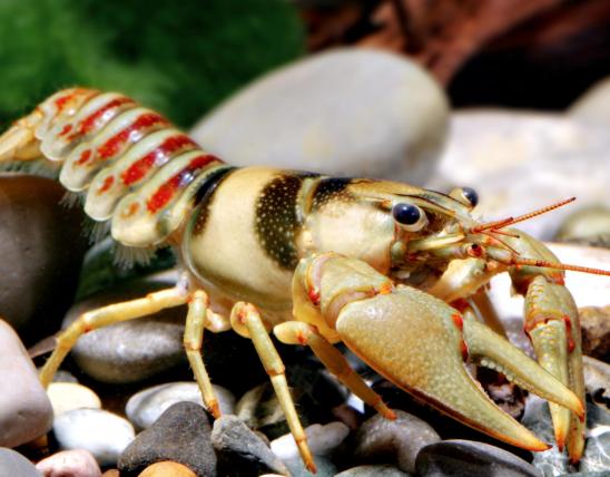 Photo of a belted crayfish, also called Big River crayfish.