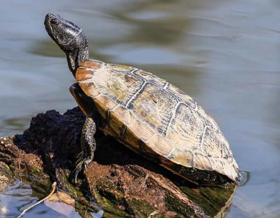 Is the Red Ear Slider Turtle Outlawed in Missouri? 2