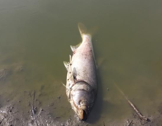 Dead fish at Diana Bend Conservation Area are due to lack of oxygen in water 