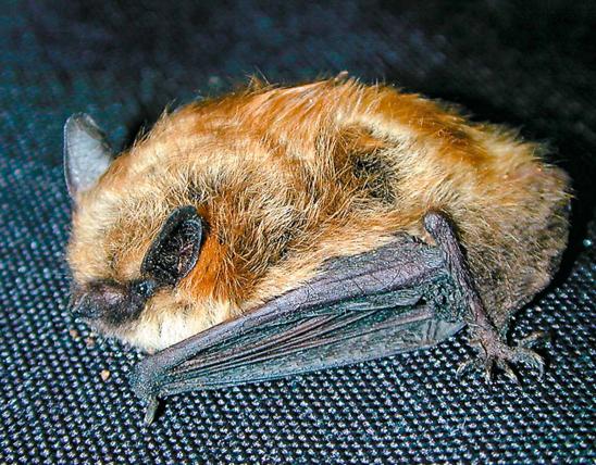 Eastern Small Footed Bat