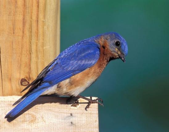 male bluebird