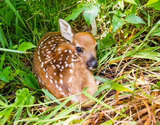 Young fawn in grass