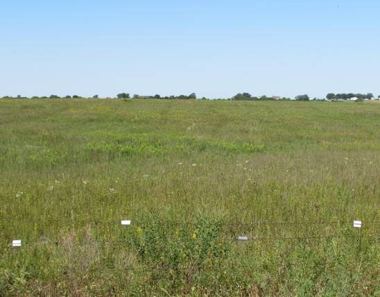 Prairie field found on Drovers Prairie 