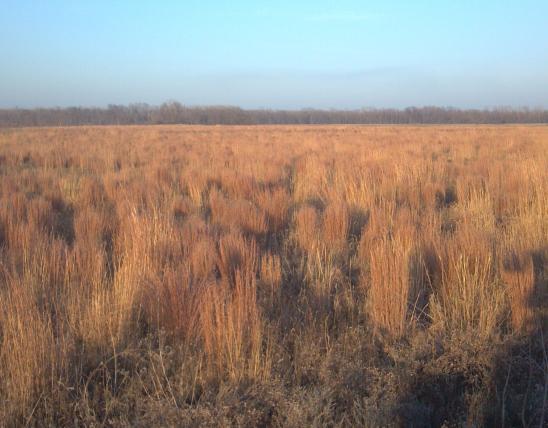Prairie at Rose Pond CA