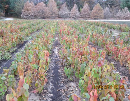 Rows of seedlings turning fall colors at White (George O) SF Nursery