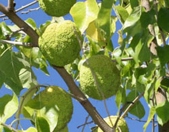 Photo of Osage orange fruits hanging in tree.