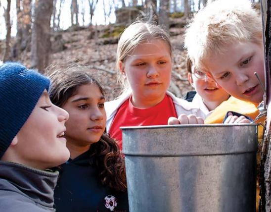 Five children look in a sap bucket on a maple tree.