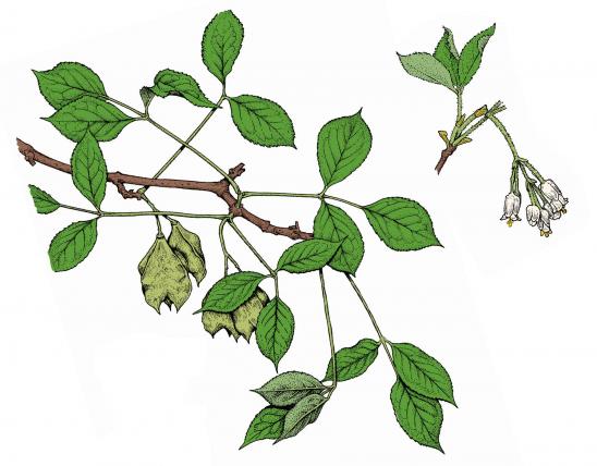 Illustration of American bladdernut leaves, flowers, fruits.
