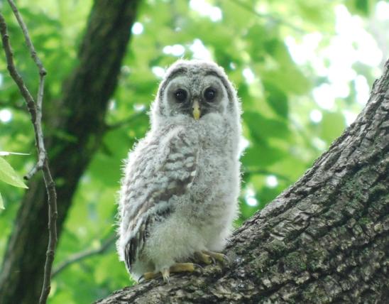 Photo of a juvenile barred owl perched on a walnut branch.