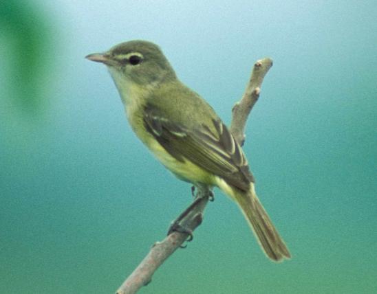 Photo of a Bell's vireo perched on a small branch.