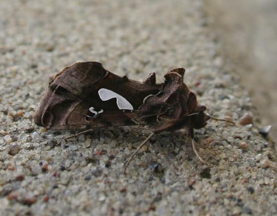 Photo of a bilobed looper moth resting on concrete, side view