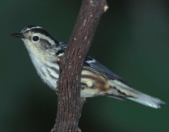 Photo of a male black-and-white warbler perched on a branch.