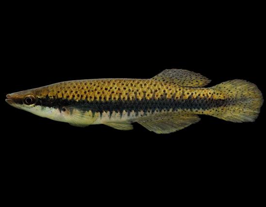 Blackspotted topminnow side view photo with black background
