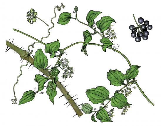 Illustration of bristly greenbrier leaves, flowers, fruit