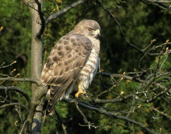 Photo of a broad-winged hawk perched on a branch in the sunshine.