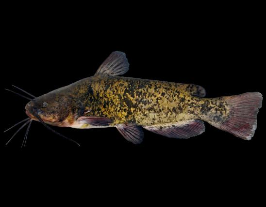 Brown bullhead side view photo with black background