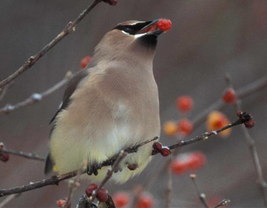 Photo of a cedar waxwing eating a berry.