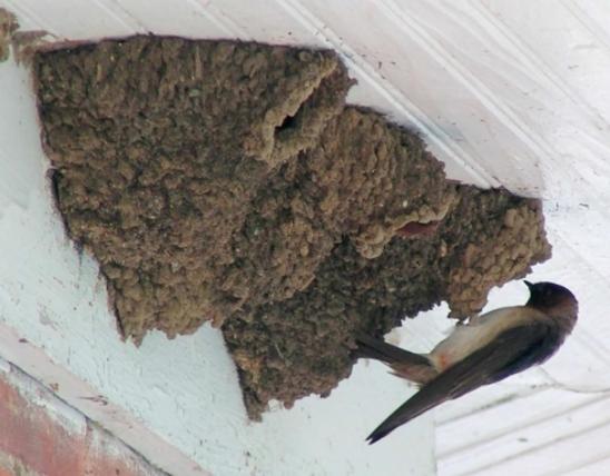 Photo of three cliff swallow nests attached to the soffit of a building, with a parent attending.