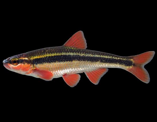 Duskystripe shiner male in spawning colors, side view photo with black background