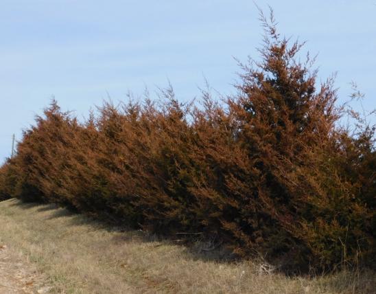 A line of eastern red cedars showing bronze or reddish foliage