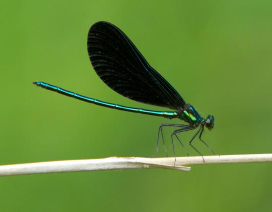 Side view of ebony jewelwing resting on a plant stalk