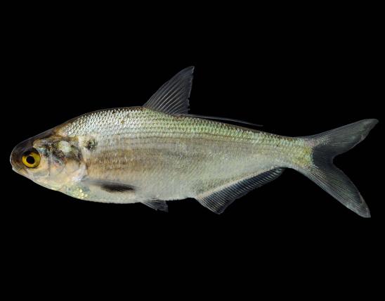 Gizzard shad side view photo with black background