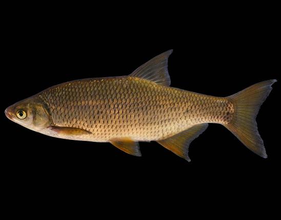 Golden shiner male, side view photo with black background