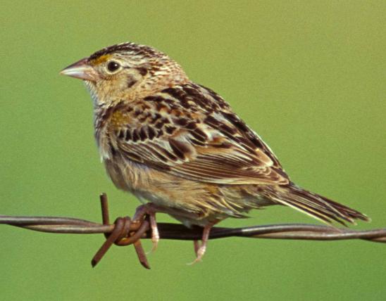 Photo of a grasshopper sparrow perched on barbwire