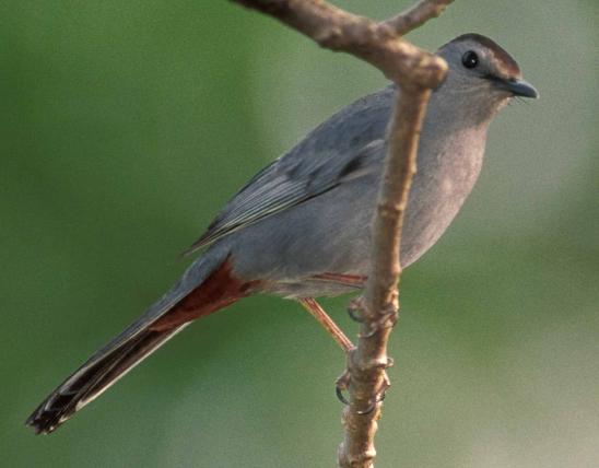 Photo of a gray catbird on a small branch, showing undertail feathers.