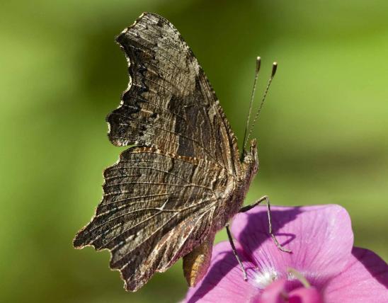 Gray comma perched on a flower, winged closed
