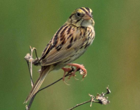 Photo of a Henslow’s sparrow.