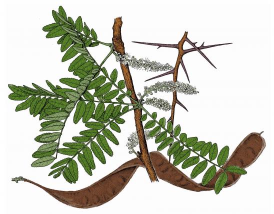 Illustration of honey locust leaves, thorns, fruit.