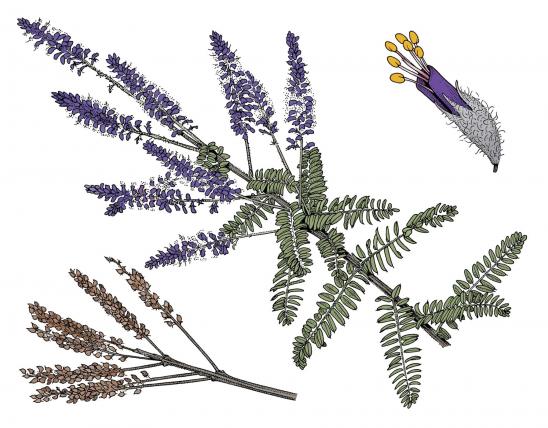 Illustration of lead plant stem, leaves, flower clusters, flowers, fruit.