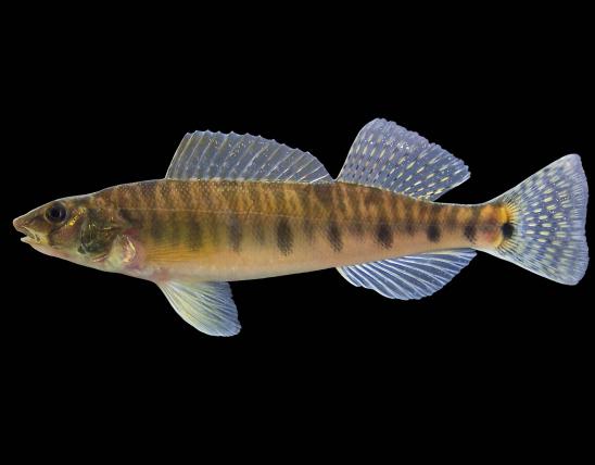 Logperch side view photo with black background