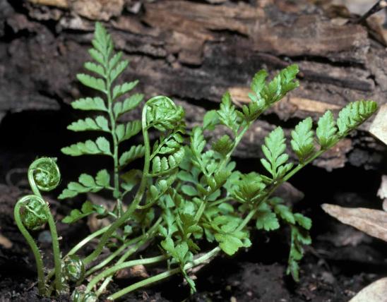 Photo of lowland brittle fern fronds and fiddleheads growing in woods
