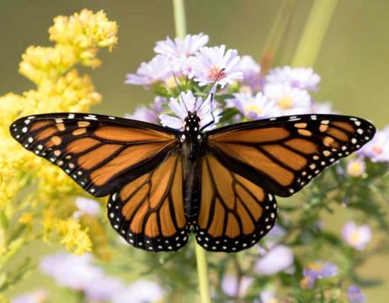 Monarch butterfly visiting native aster flowers