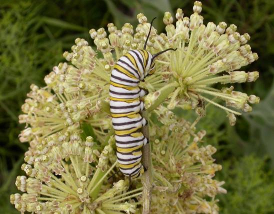 Photo of a monarch caterpillar eating prairie milkweed flowers