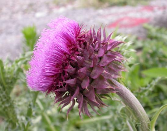 Photo of a musk thistle blooming flower head.