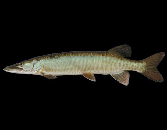 Muskellunge side view photo with black background