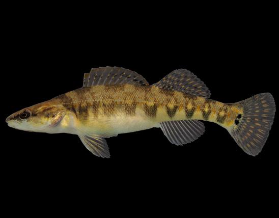 Niangua darter female, side view photo with black background